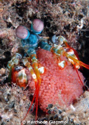 Mantis Shrimp with eggs
Lembeh Strait 2008
Nikon D200 ,... by Marchione Giacomo 